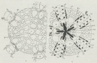 Fig. 2. Skive af Ophiura fra Over- og Undersiden (2 forsk. Arter)<bd Armrygplader, fp Fodpapiller, gs Kønsspalte, k Kæber, n<bMundskjold, ma Madreporplade, mp Mundpapiller, p Armpigge, pa<bPapilkam, po Fodpore, p1 2den Fodpore, r Radialskjold, s Armsideplade,<bsm Sidemundskjolde, t Tænder, v Armbugplader.