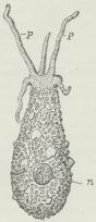 Fig. 2. Difflugia oblonga.