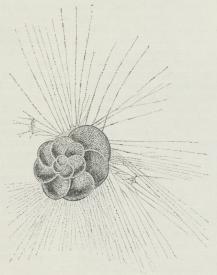 Fig. 3. Rotalia veneta.