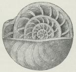 Fig. 4. Nummulit, halvt opskaaret.