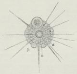 Fig. 5. Actinophrys sol. n Kerne, a Pseudopodier.