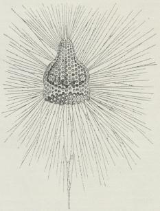 Fig. 7. Eucyrtidium cranoides.