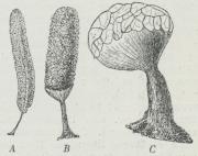 Fig. 2. Frugtlegemer, aabnede og tømte for Sporer,<baf Stemonitis fusca (A), Arcyria punicea (B) og<bCribraria rufa (C).