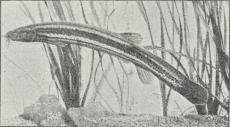 Dyndsmerling (Cobitis fossilis).