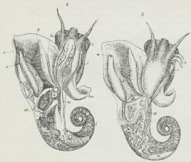 Fig. 2. Strandsneglen (Littorina), udtagen af Skallen.<bKappebladet gennemskaaret og slaaet ud til Siden.<bA ♀, der viser Dyret aabent, B ♂, hvor alt er<buforstyrret, a Gat, f Fod, g Gælle, h Hjertekammer, k<bSlimkirtel, l Lever, lu Lugteorgan, m Mave, mu<bSkalmuskel, n Nyre, n’ dens Aabning ind i Kappehulen,<bo Hunnens Kønsaabning, oe Spiserør, p hanligt<bParringsorgan, r i A den lange, oprullede Tungeskede,<br i B Sædrende, s Spytkirtel, sl Sædleder, t Testikel,<bæ Æggestok, æl Æggeleder, ö Øje.