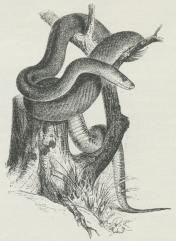 Fig. 2. Æskulapsslange.