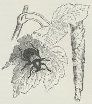 Fig. 1. Bladruller (Rhynchites betuleti).