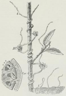 Fig. 1. I Midten en Gren med Nælde-Silke (Cuscuta<beuropæa). Fra de vorteformede Opsvulmninger<btrænger Haustorier ind i Værtplanten. — Til venstre ses<bForbindelsen mellem Snylteren (Cus) og Værtplanten<b(W) paa et Tværsnit. Haustorierne trænger ind til<bKarstrengenes Veddel (v) og Blødbast (c) og kan<btil Dels skubbe den udenfor liggende Sejbast (s) til<bSide. — Til højre spirende Silkeplanter.