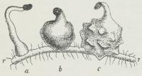 Fig. 2. Tre Kimplanter af Gyvelkvæler (Orobanche),<bsiddende paa en Rod (r—r); Stængelspidsen er endnu<bindesluttet af Frøskallen (det mørke Legeme). Paa a<ber Rodenden stærkt opsvulmet, medens det i b er<bKimstængelen, som er stærkt forøget i Omfang og<bsammenvokset med Værtroden; i c ses Birødderne<bbryde frem som kegleformede Udvækster.