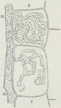 Fig. 3. En Hyfe (m) af en<bPeronospora, der snylter<bi Marven af Stængelen<baf Skovmærke (Asperula<bodorata) og forløbende<bmellem Cellerne (z)<bsender grenede Haustorier<bind i disse. (Stærkt<bforstørret).