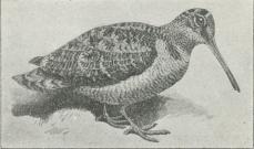 Skovsnæppe (Scolopax rusticula).