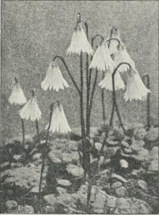 Soldanella (pusilla alba). Soldanella (pusilla alba).