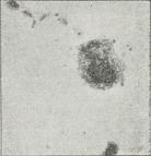 Fig. 3. Solplet.