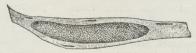 Fig. 2. Længdesnit af en Muskelfiber, som indeholder<ben Sarcosporid.