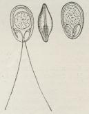 Fig. 3. En Spore af en<bMyxosporid i forskellige Stillinger<bog Tilstande.