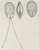 Fig. 3. En Spore af en<bMyxosporid i forskellige Stillinger<bog Tilstande.