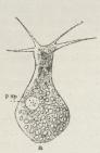 Fig. 4.<bEn Myxosporid<b(Leptotheca agilis) med<bPseudopoder.