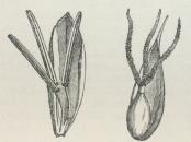 Fig. 1. Til venstre Dækblad og Hanblomst af<bStar, til højre Dækblad og Hunblomst (forst.).