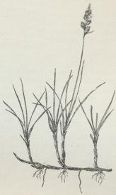 Fig. 2.<bSand-Star.