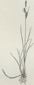 Fig. 3<bAlmindelig Star.