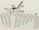 Fig. 2 A. Tværsnit gennem et Armfelt af<bCodaster.