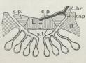 Fig. 2 B. Tværsnit gennem et Armfelt af<bPentremites