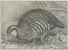 Rødhøne (Caccabis rufa).
