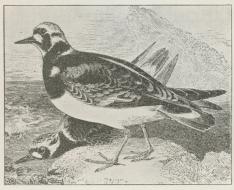 Stenvender (Strepsilas interpres).