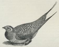 Steppehøne (Syrrhaptes paradoxus).