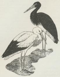 Fig. 1. Sort Stork (Ciconia nigra) (til højre).<bStork (Ciconia alba) (til venstre).
