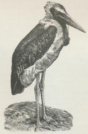 Fig. 2. Marabu.