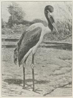 Fig. 3. Sadelstork (Ephippiorhyncus senegalensis).