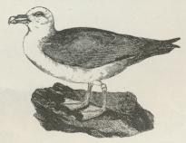 Fig. 1. Isstormfugl (Fulmarus glacialis).