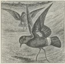 Fig. 2. Stormsvale (Hydrobates pelagicus).