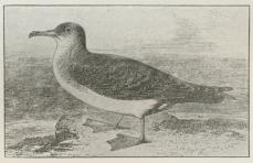 Fig. 3. Skrofe (Puffinus anglorum).