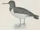 Strandskade (Hæmatopus ostralegus). Strandskade (Hæmatopus ostralegus).