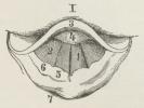 Fig. 2 a.