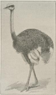 Struds (Struthio camelus).