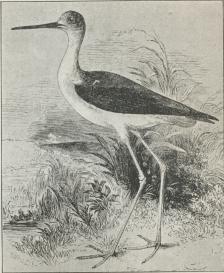 Stylteløber (Himantopus candidus)