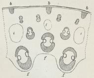 Fig. 2. Parti af Tværsnit af Stængelen af Siv. De<bskraverede Dele er Styrkevæv (Sejbast), b nærmest<bOverhuden, f sluttende sig til Karstrengene, i Luftkanaler.