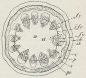 Fig. 2. Tværsnit af Stængelen<baf en Slangerod (8 Gange<bforstørret), fc Dannelsesvæv, ifc<bdo. imellem Karstrengene, fv<bKarstreng, cb Sivævet, p<bSivævsparenkym, sk<bSejbastcylinder, pc Marvstraale, m<bMarv, vi Vedparti, c<bGrønbark, e Stivelseskede<b(Endoderm).