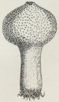 Krystal-Støvbold<b(Lycoperdon gemmatum). Krystal-Støvbold<b(Lycoperdon gemmatum).