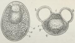 Fig. 2. Støvkorn af Lærk (til venstre) og Fyr (til højre).<bLærk: a Yderhinde, b Inderhinde, x Generativcelle.<bFyr: b Yderhindens Blærer, e Yderhinde, y<bGenerativcelle, q Forkim-Rest, i Inderhinde.