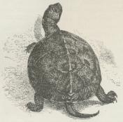 Fig. 1. Sumpskildpadde (Emys orbicularis).