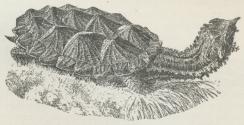 Fig. 2. Matamata (Chelys fimbriata).