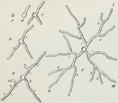 Fig. 1. Sporernes Spiring (A, B, C) og Myceliets<bvidere Udvikling (D, E, F) hos Penselskimmel. (Forstørr.).