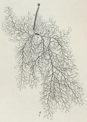 Fig. 2. Mucor mucedo. Udvokset Mycelie. a Spore<bb Sporebærer med Sporangie. (Forstørr.).