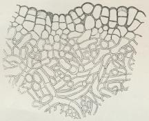 Fig. 3. Tyndt Snit af et Sklerotie af Sclerotinia<bsclerotiorum. (Forstørr.).