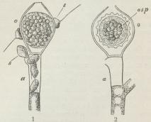 Fig. 4. Monoblepharis sphærica a Sædgemme,<bo Æggemme, s Sædceller, osp Ægspore. (Forstørr.).