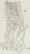 Fig. 6. Del af Hymeniet<baf Morkel, a Sække,<bp Parafyse, sh Hyfe.<b(Forstørr.).